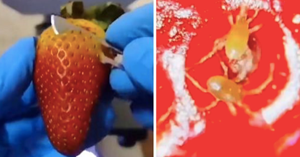 Les gens sont dégoûtés après avoir vu des images d'insectes qui se retrouvent dans les fraises