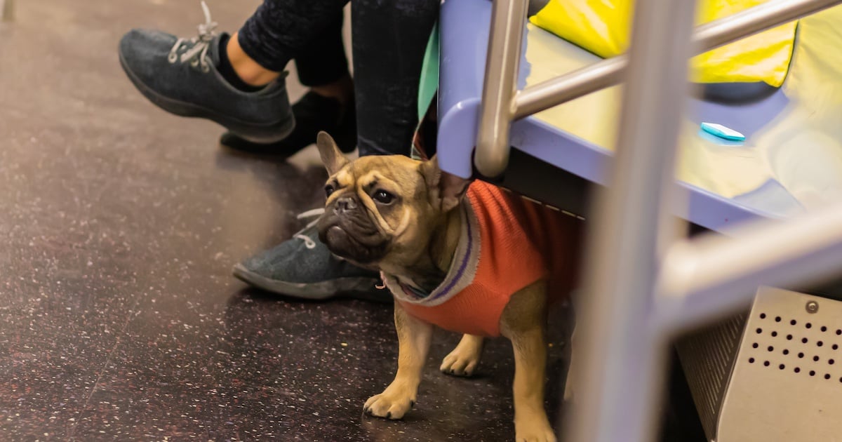 D’ici la fin de l’année, Pitou pourrait prendre le métro à Montréal