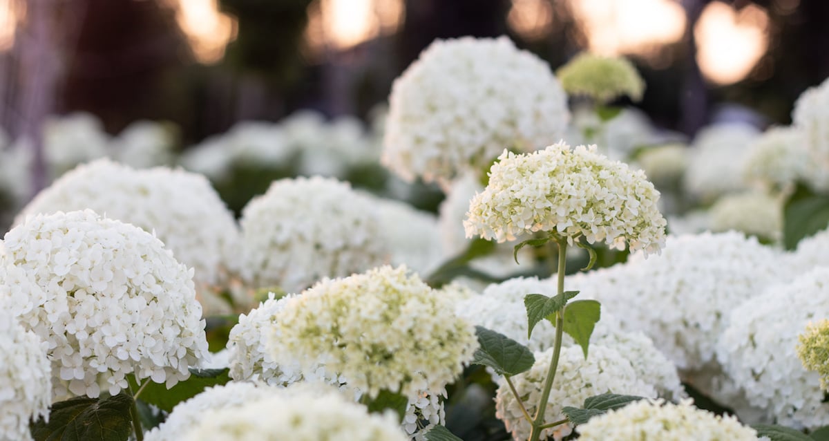 4 étapes pour aider votre hortensia boule de neige à fleurir, même après un hiver rigoureux