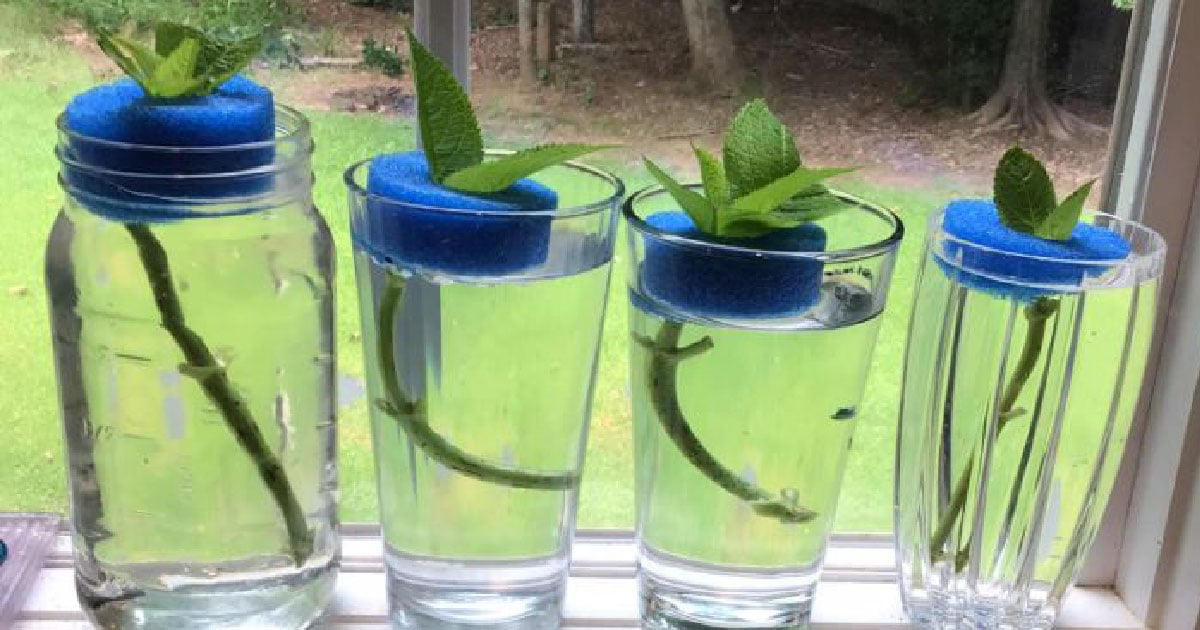 Comment faire des boutures d’hortensias facilement