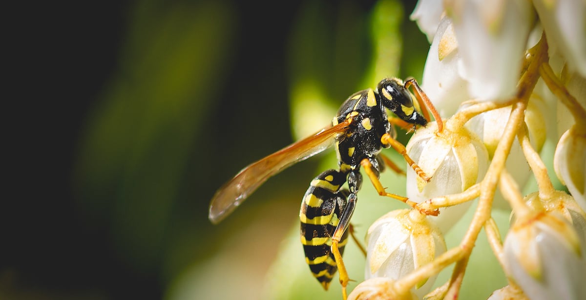 7 fleurs à planter chez soi pour nourrir les abeilles