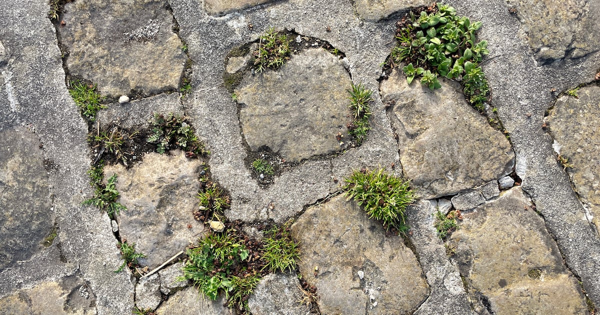 Comment préparer un super désherbant naturel