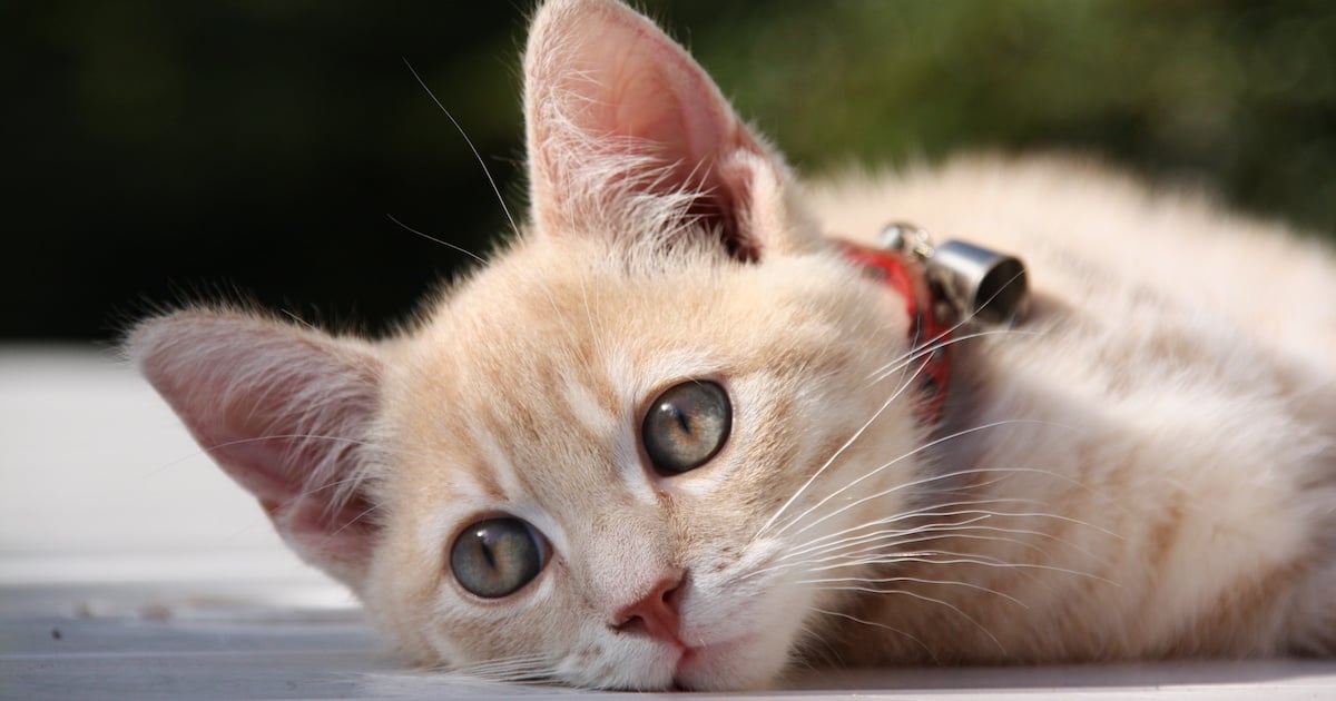 La clochette au cou d’un chat: pas une bonne idée