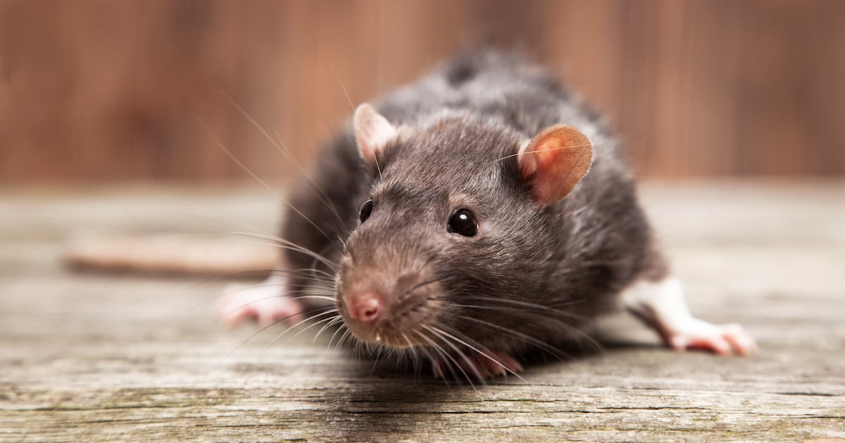 5 odeurs qui font fuir les rats
