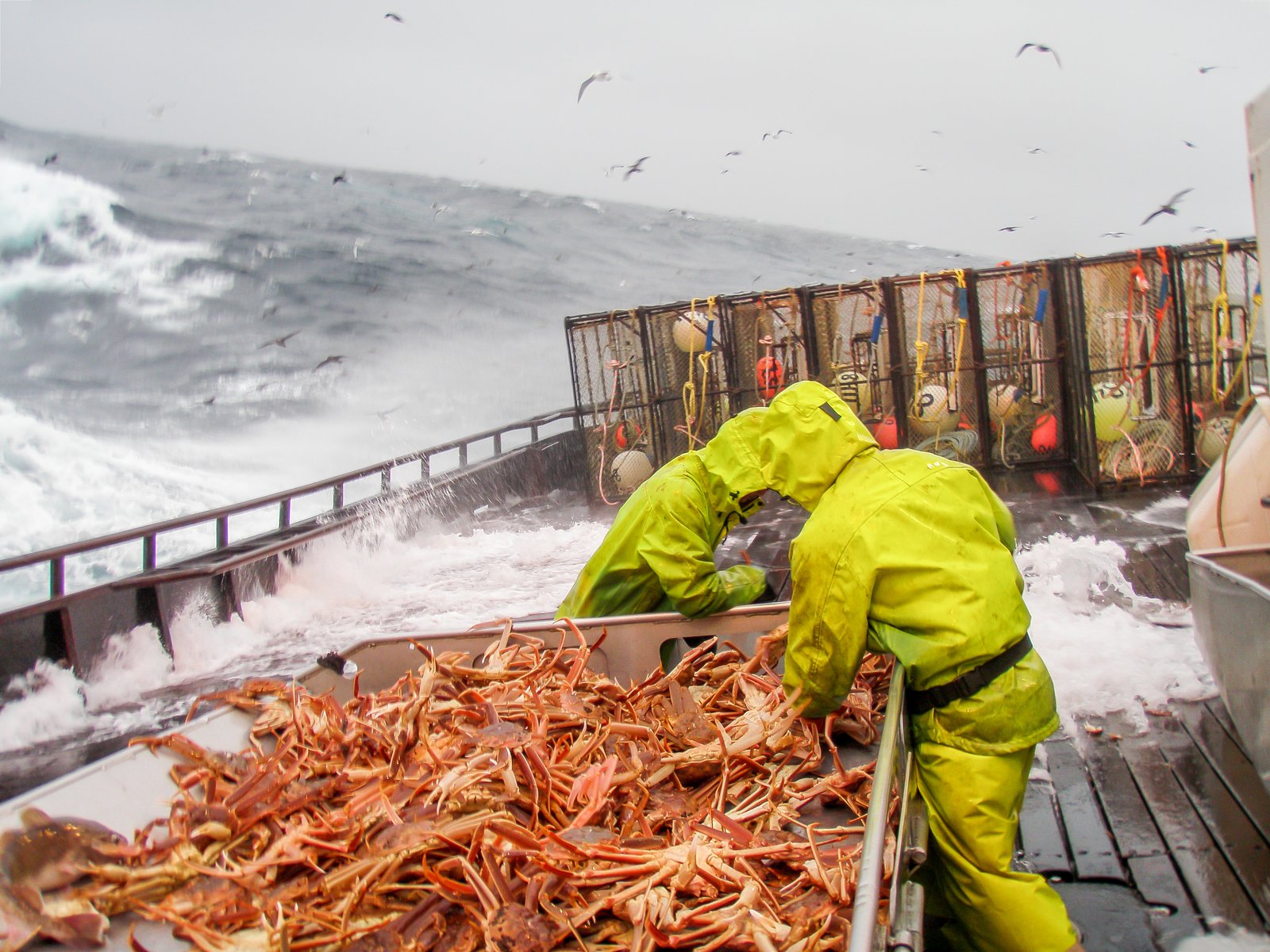 La saison de pêche au crabe des neiges du Golfe du St-Laurent ouvrira cette semaine