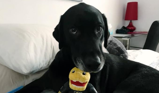 Ce règlement inacceptable qui prend de l'ampleur et qui risque de coûter la vie à plusieurs chiens