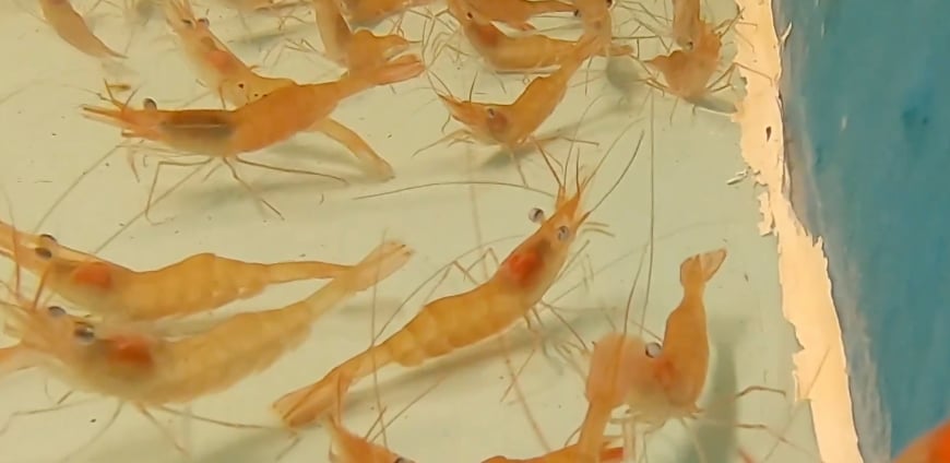 Une très mauvaise nouvelle pour les Québécois amateurs de crevettes nordique.