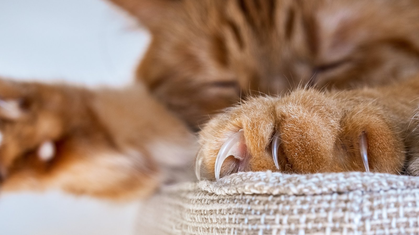 Le dégriffage des chats pourrait bientôt être interdit au Québec