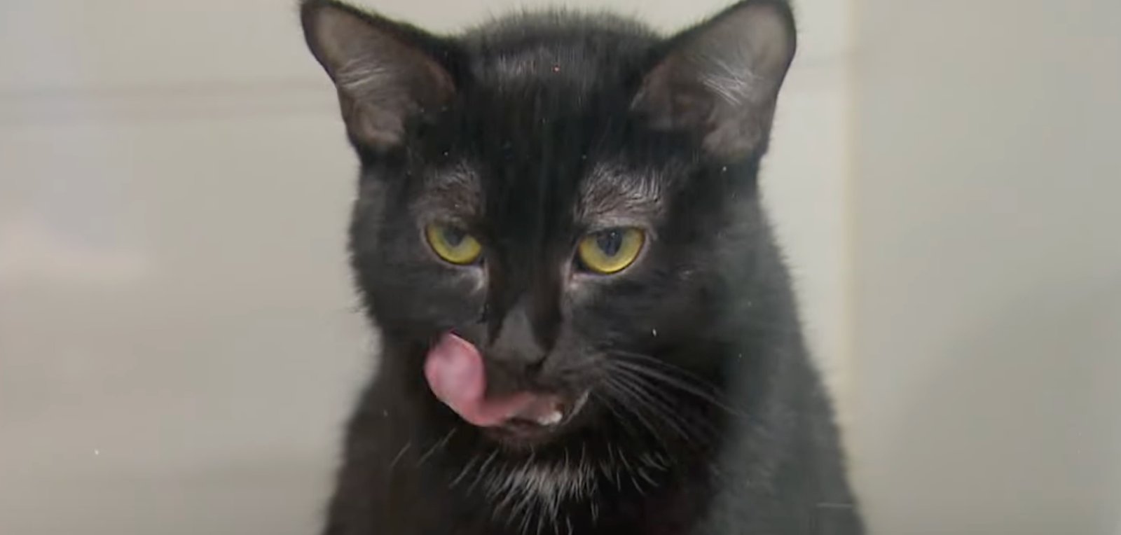 Des chats maintenant présents dans des bureaux de travail grâce à la SPCA 