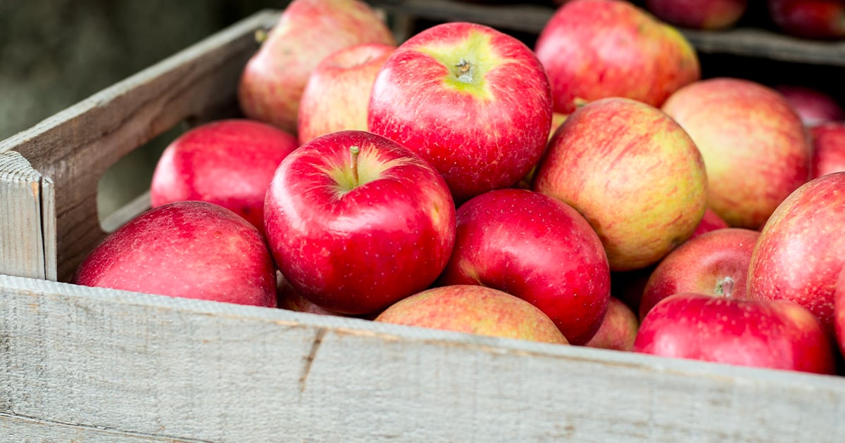 On se dirige vers une saison historique pour les pommes du Québec 