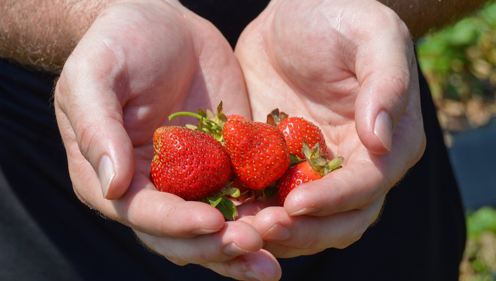 Le casseau de fraises du Québec va être plus petit cet été