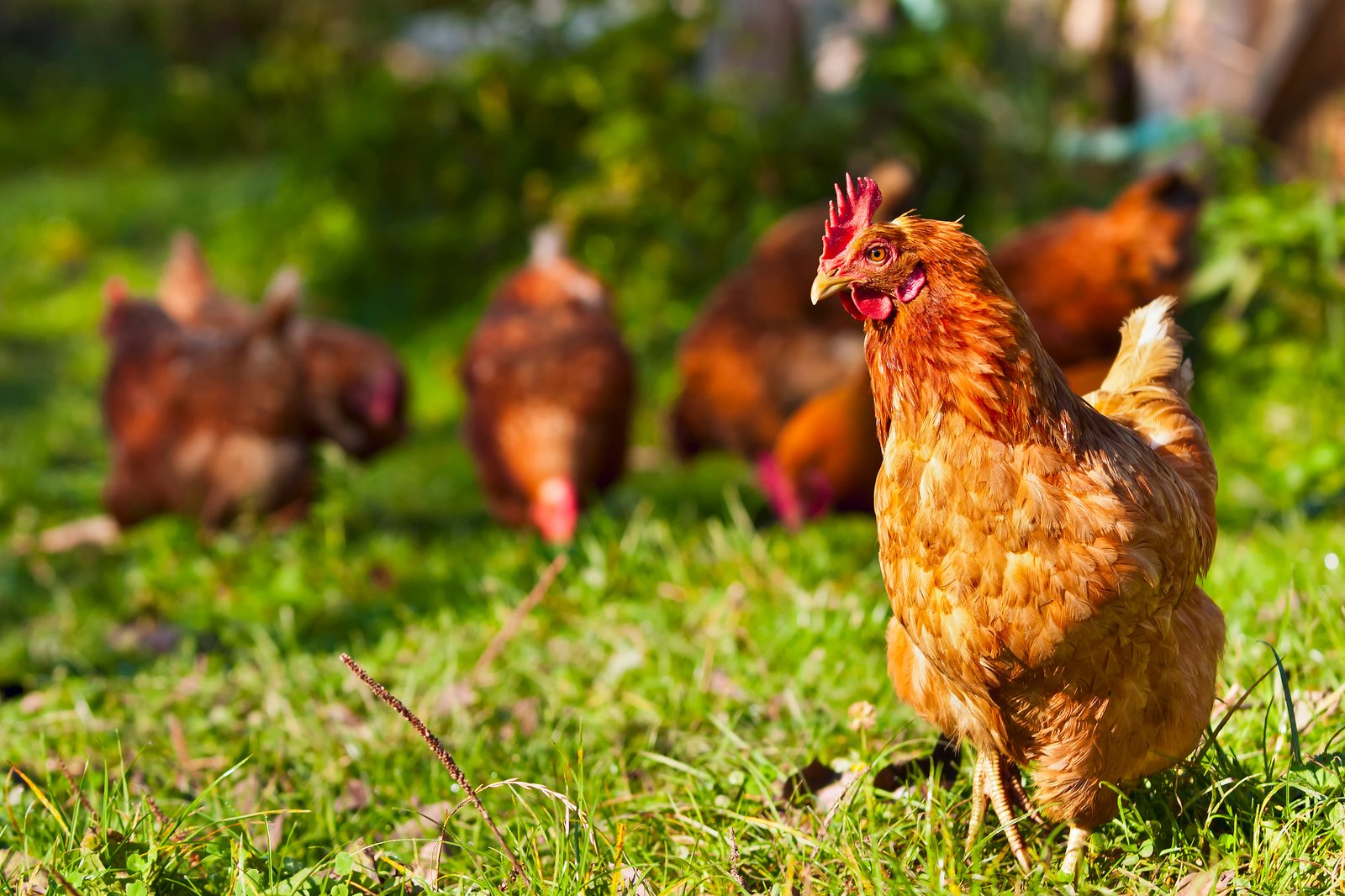 De plus en plus de Québécois possèdent maintenant des poules pondeuses