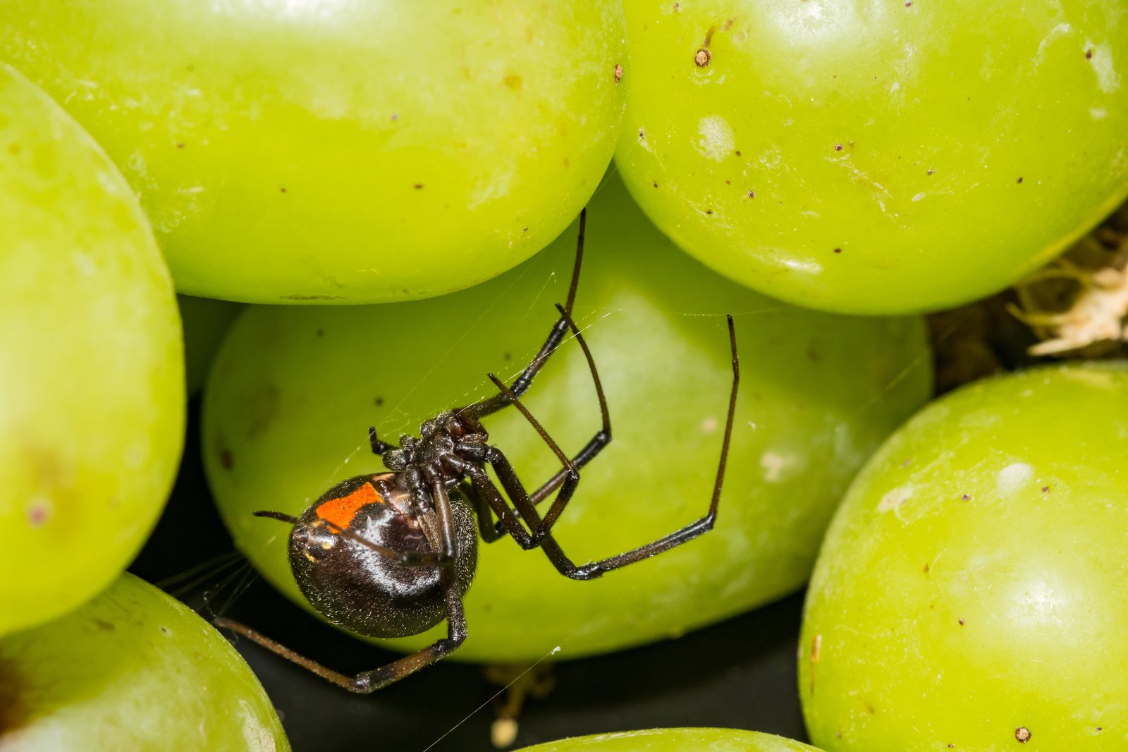 Une femme découvre une veuve noire dans ses raisins achetés chez Walmart.