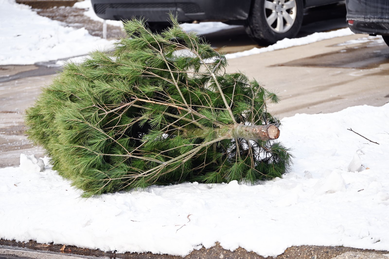 Vous pourriez écoper d'une contravention en vous débarrassant de votre sapin de Noël