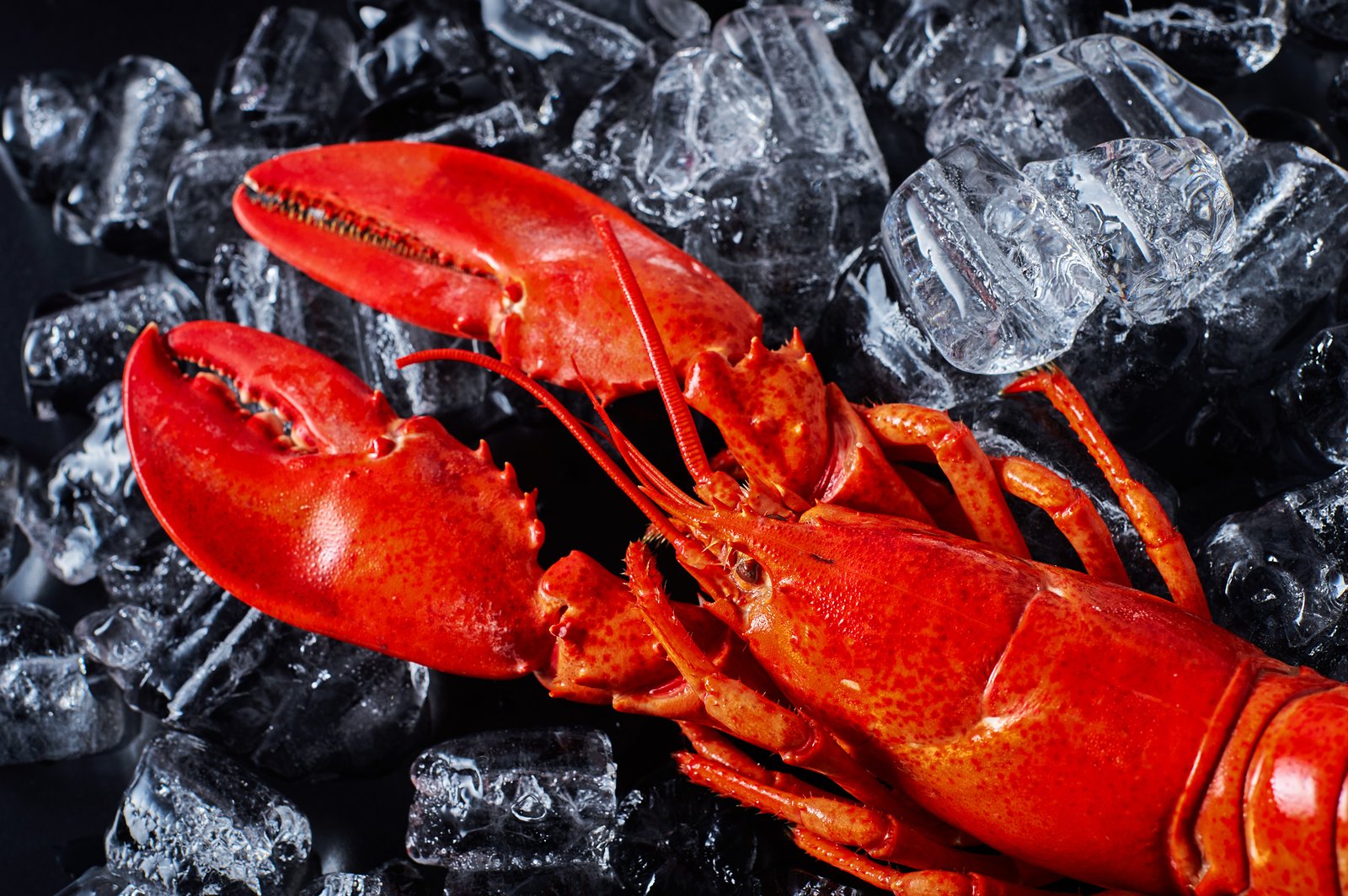 Le prix du homard explose et dépasse tout ce qu'on a vu en matière d'inflation à l'épicerie