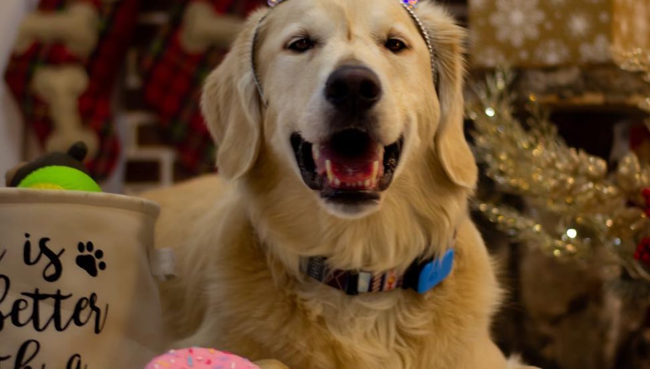 Vous pourrez vérifier l'état de santé de votre chien avec un nouveau collier connecté