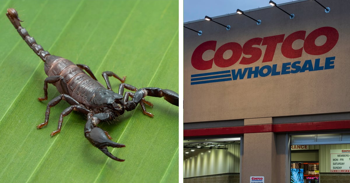 Un homme de Laval piqué par un scorpion caché dans ses bananes achetées au Costco