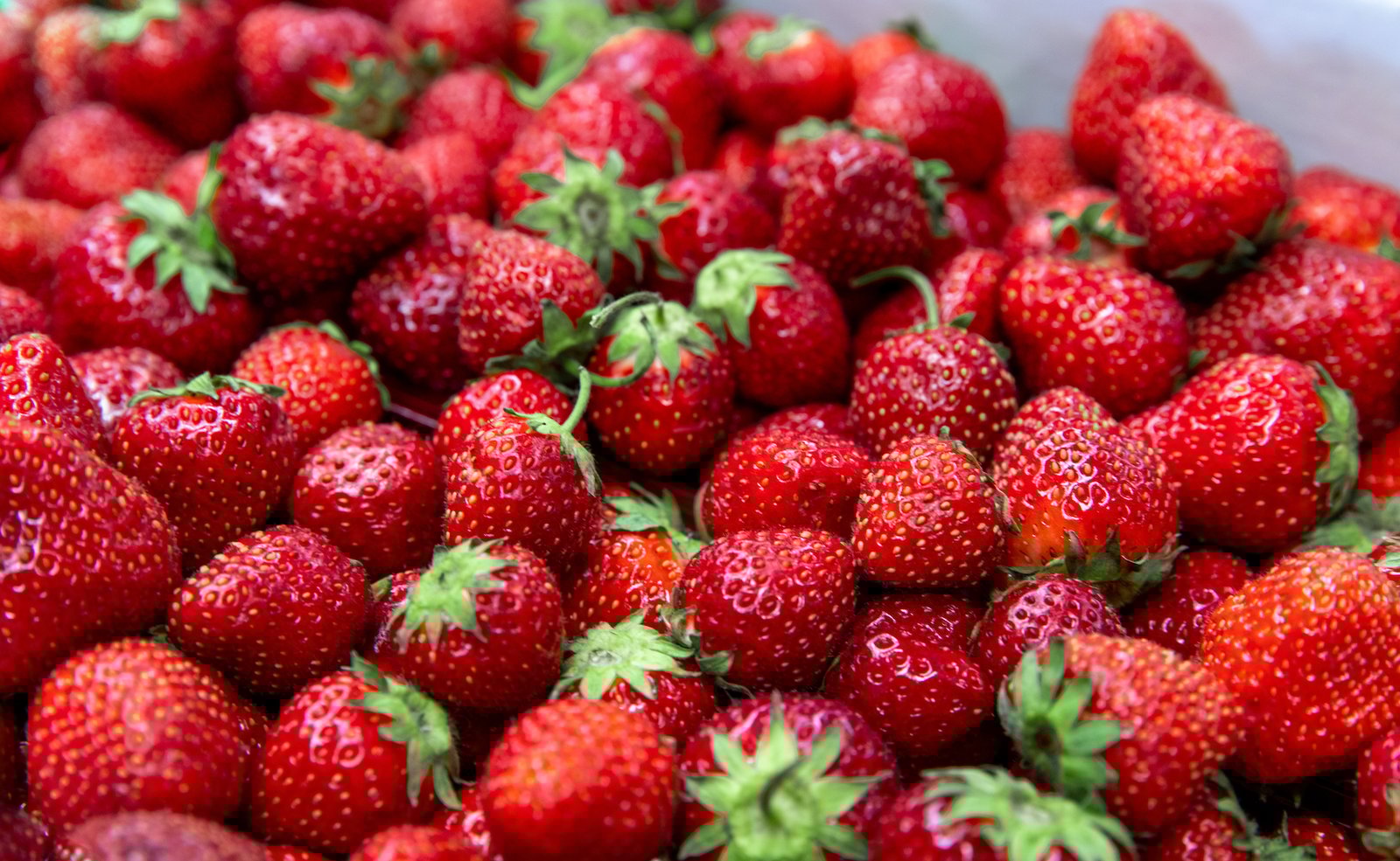 Bientôt des fraises du Québec disponibles durant toute l'année