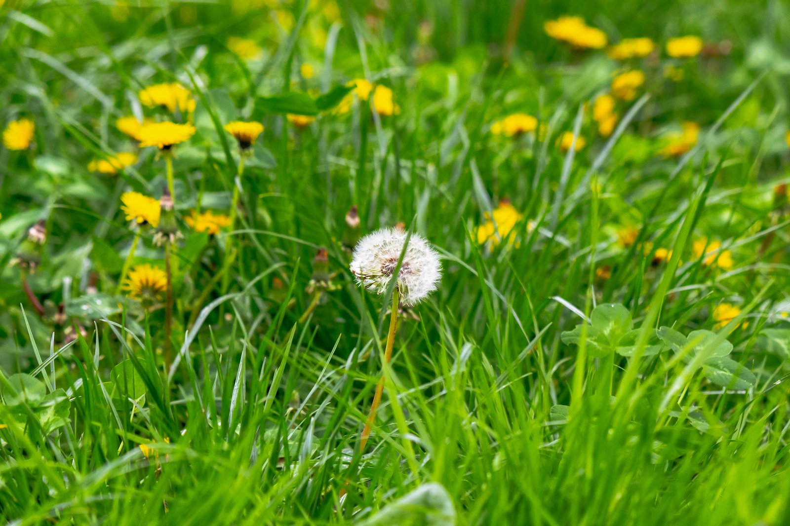 L'interdiction des pesticides sur les terrains résidentiels est sur le point d'être adoptée 