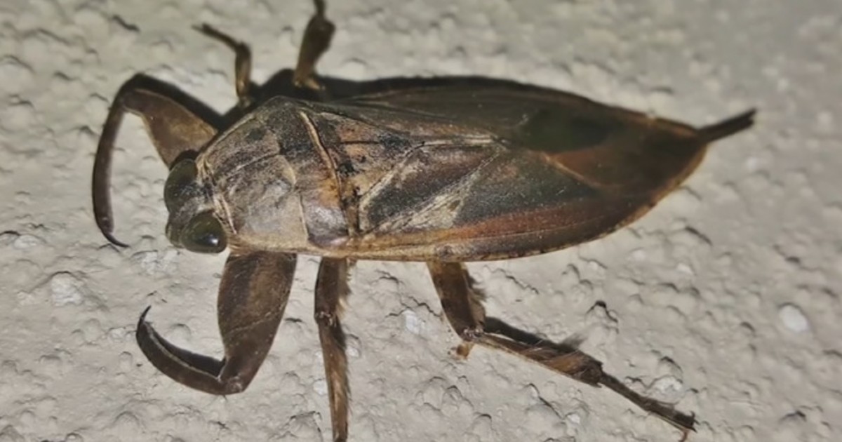 Voici pourquoi il ne faut surtout pas toucher à cet insecte qui pourrait se trouver dans votre piscine