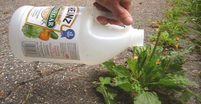 Voici des façons simples de se débarasser naturellement les mauvaises herbes