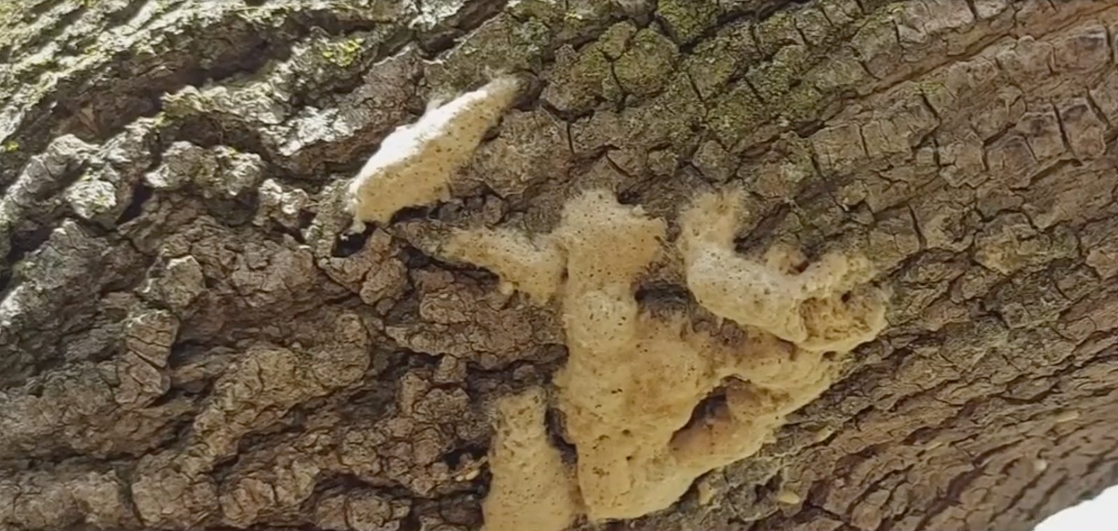 Un insecte destructeur s'approche dangereusement du Québec.