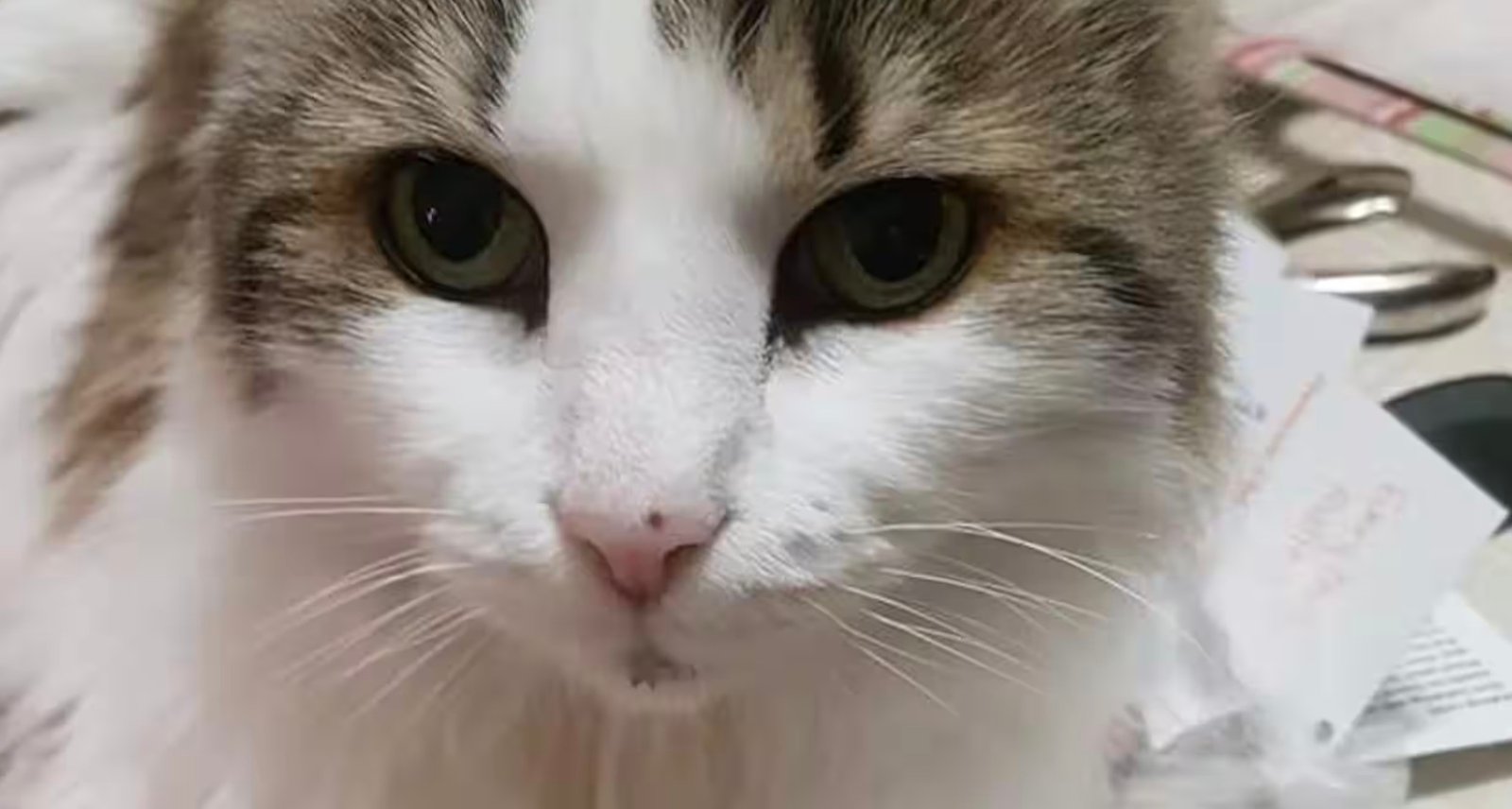 Sa propriétaire veut qu'elle se débarrasse de son vieux chat de 20 ans
