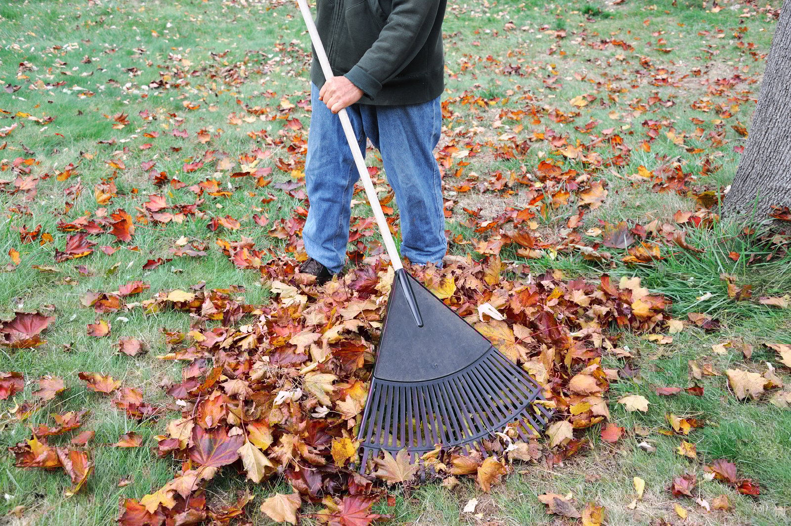 Vous ramassez vos feuilles mortes sur le terrain de votre maison pour rien.