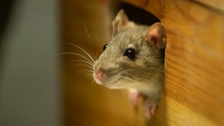 Cette astuce d'éclairage bizarre pourrait garder votre grenier et votre sous-sol exempts de souris
