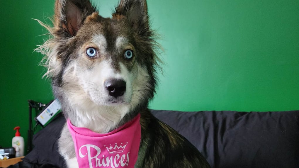 Propriétaire d'un condo, elle se voit interdire de vivre avec son husky d'assistance