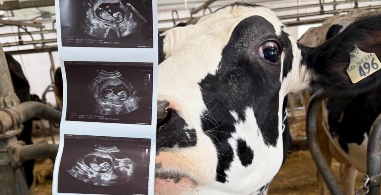 La grande famille de L’amour est dans le pré s’agrandit encore : Un 39e bébé est en route !