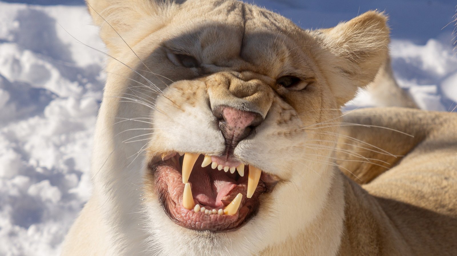 Le Miller Zoo fait une grande annonce à ses fans et ça va réjouir de nombreux Québécois