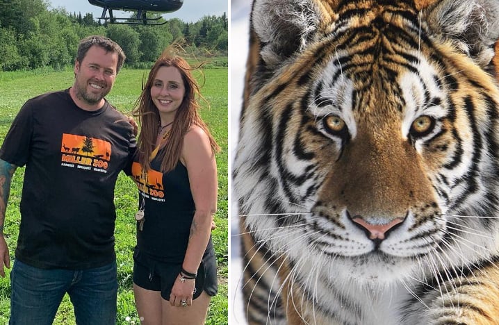 Le Miller Zoo fait toute une surprise à sa tigresse Sheira