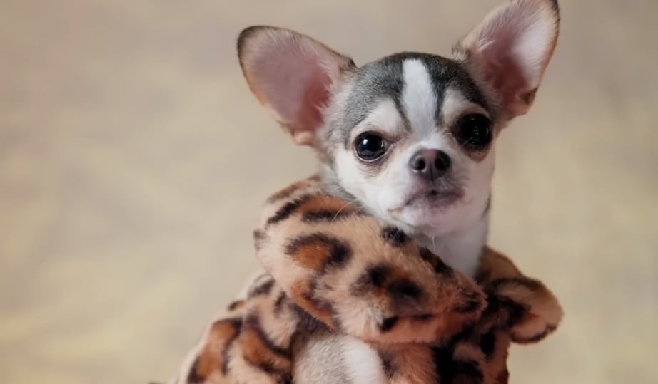 Cette nouvelle émission s'adresse aux gens complètement gagas de leurs chiens