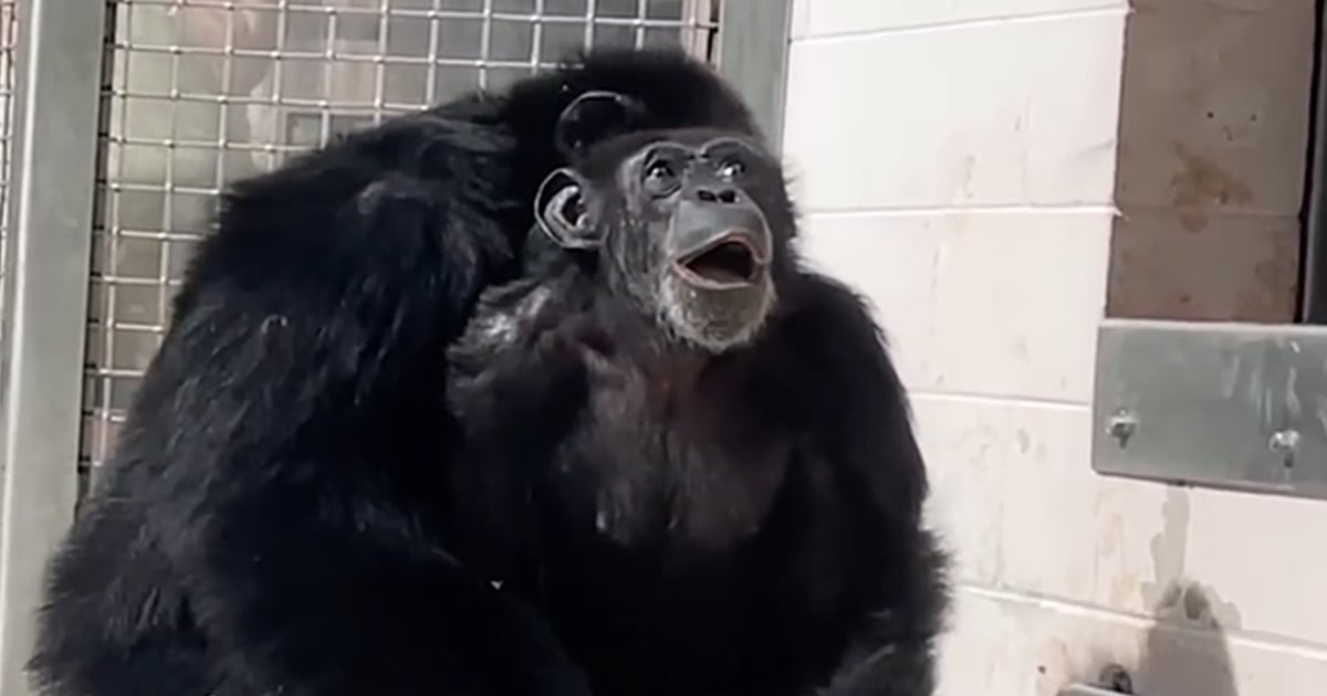 Un chimpanzé qui a passé toute sa vie en cage voit le ciel pour la première fois et sa réaction est incroyable