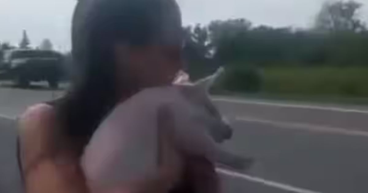 Une Québécoise s'arrête sur le bord d'une route pour sauver un cochon tombé d'un camion
