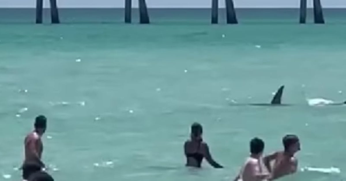 Vidéo: Un requin donne la frousse à plusieurs personnes en nageant au milieu des baigneurs