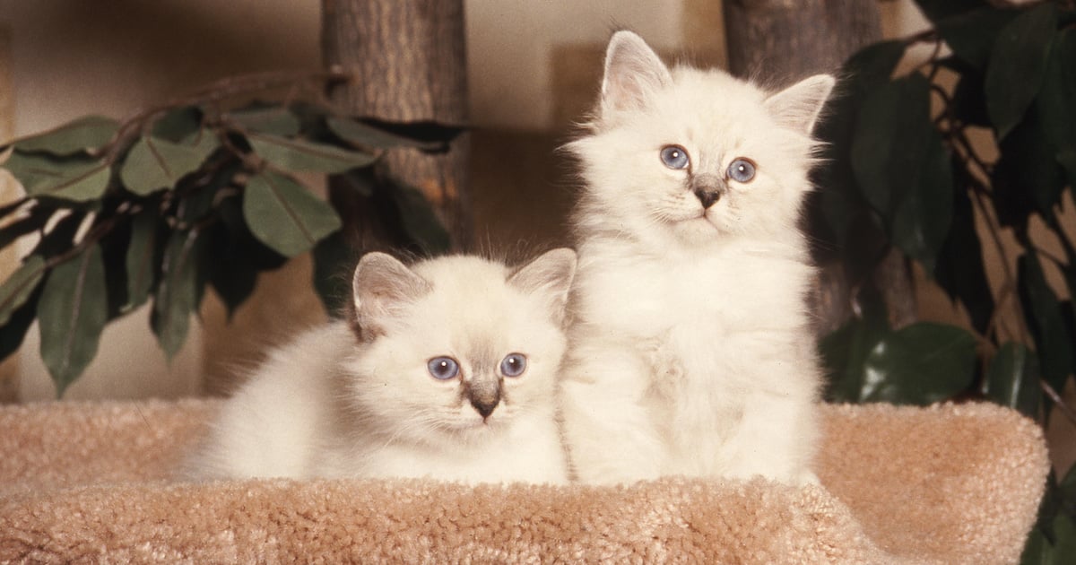 Les 10 races de chats les plus populaires au Canada