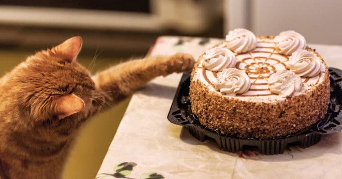 Pourquoi votre chat fait-il tomber tant d'objets?