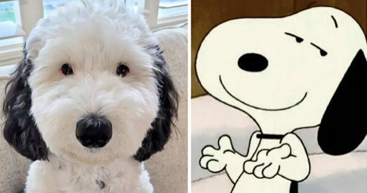 Faites connaissance avec le sosie de Snoopy