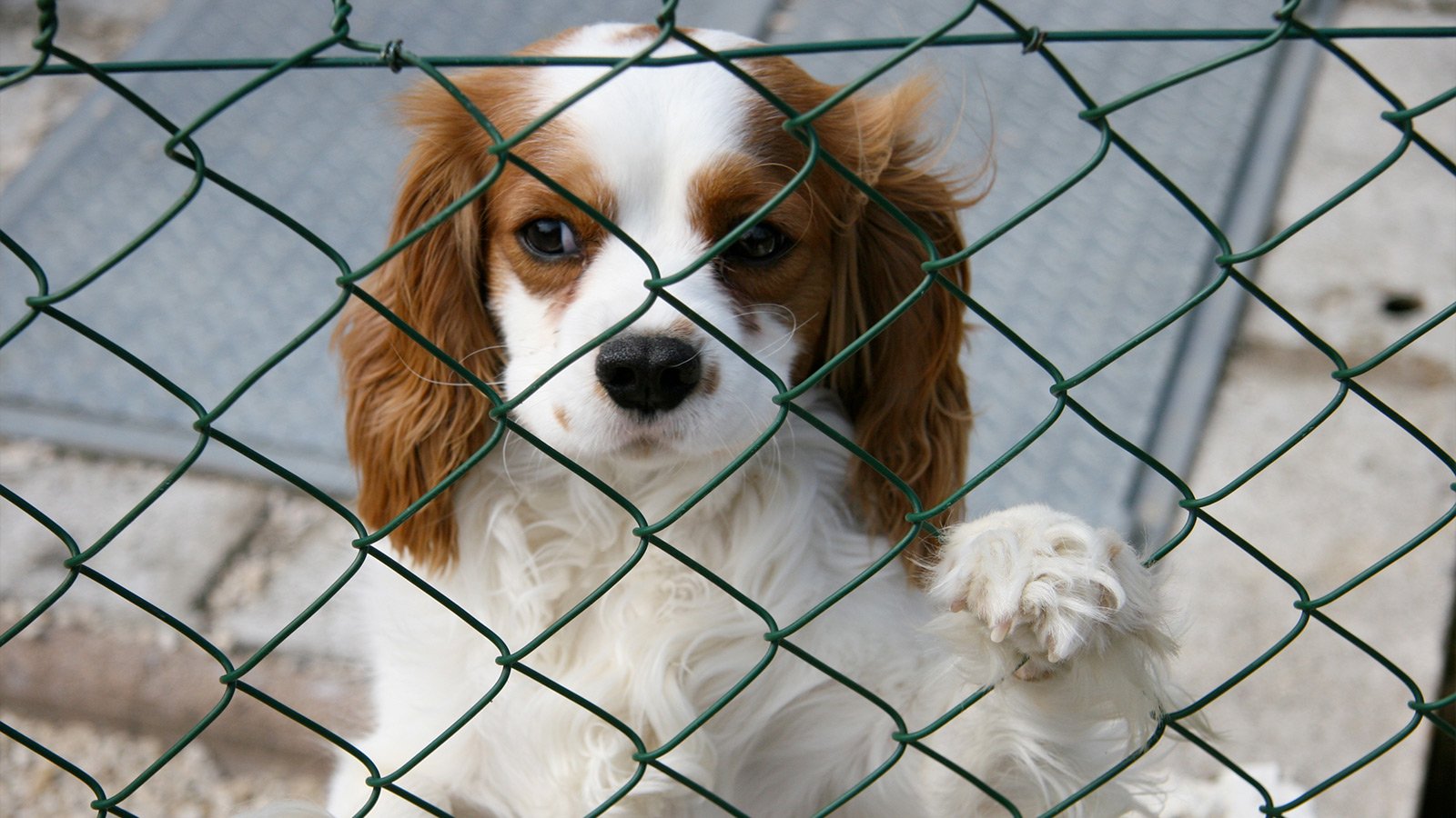 Comment aider votre chien à surmonter son anxiété de séparation