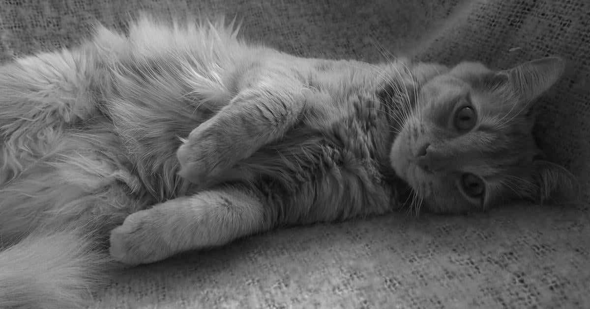 8 races de chats qui supportent très bien la solitude