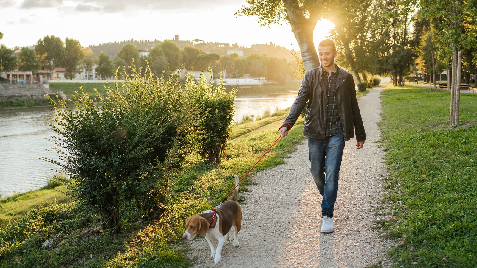 Comment dresser son chien à marcher en laisse : guide complet