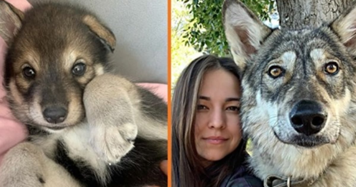 Cette louve abandonnée par sa mère a grandit avec des humains
