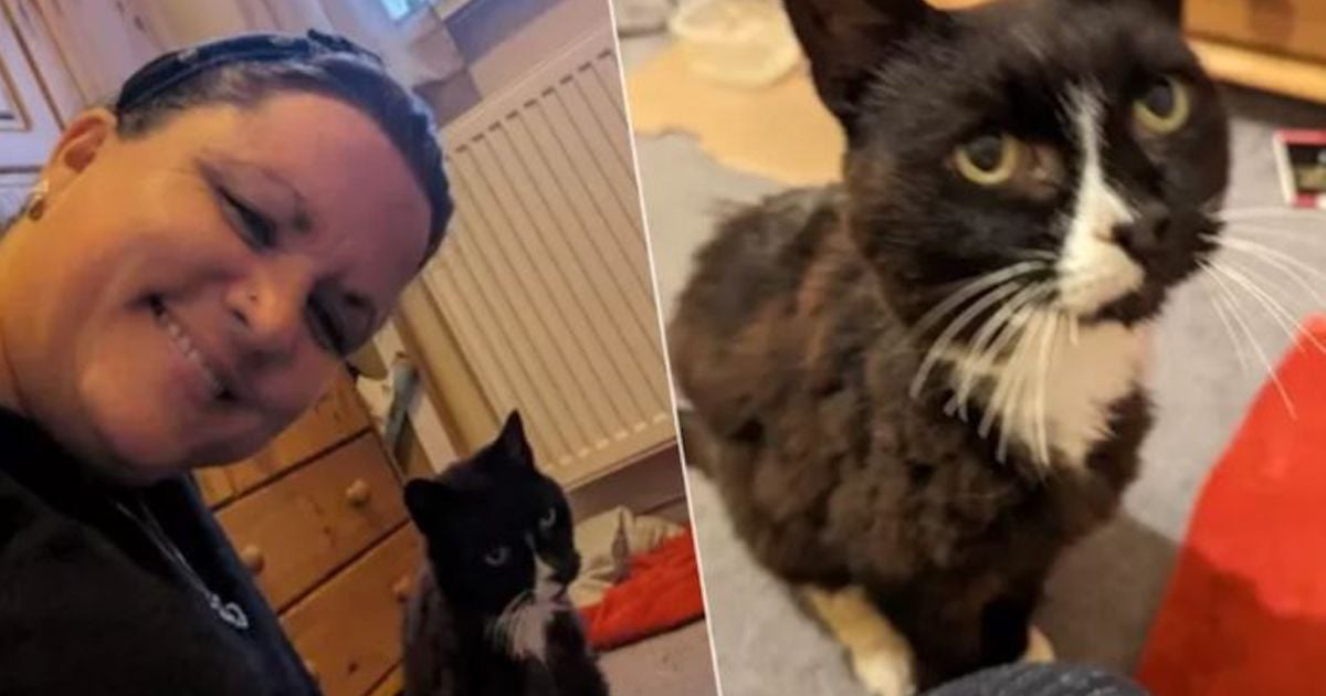 Après 11 ans, une femme retrouve sa chatte