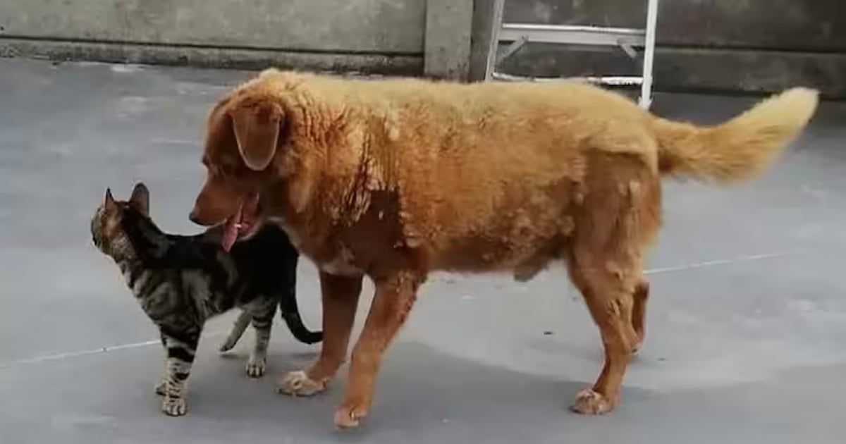 Le plus vieux chien du monde vient de célébrer ses 31 ans