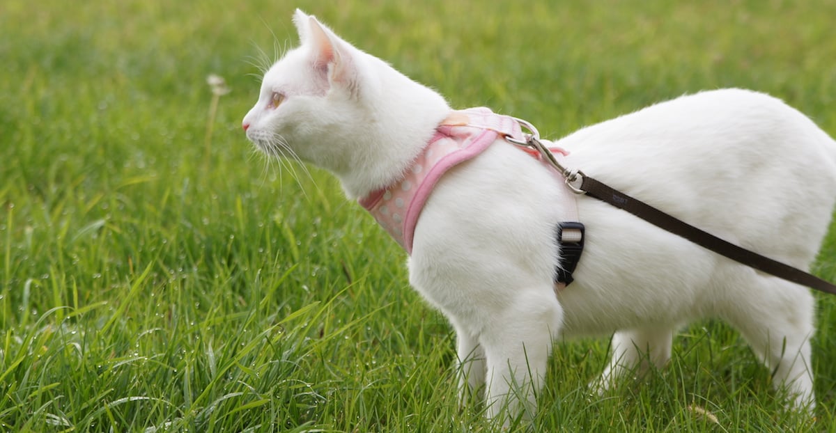 7 étapes pour apprendre à son chat à se promener en laisse
