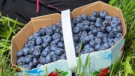 Superbe nouvelle pour les amateurs de bleuets du Québec !