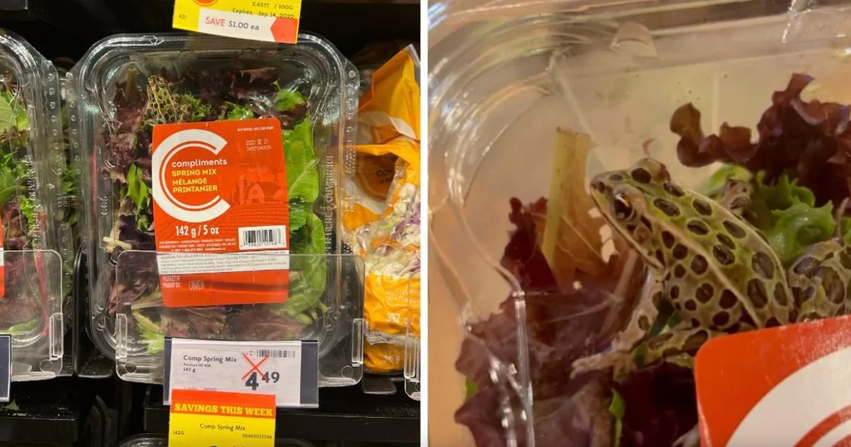Une cliente d'une épicerie trouve une grenouille vivante dans un emballage de salade 