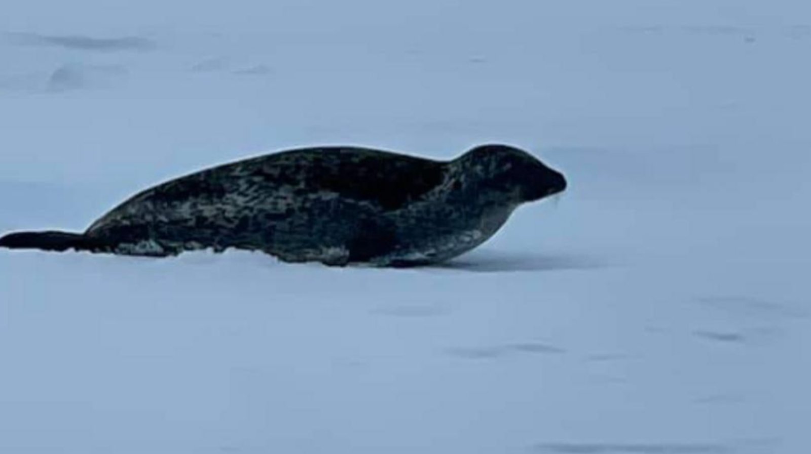 Des pêcheurs du Saguenay reçoivent de la drôle de visite dans leur cabane!